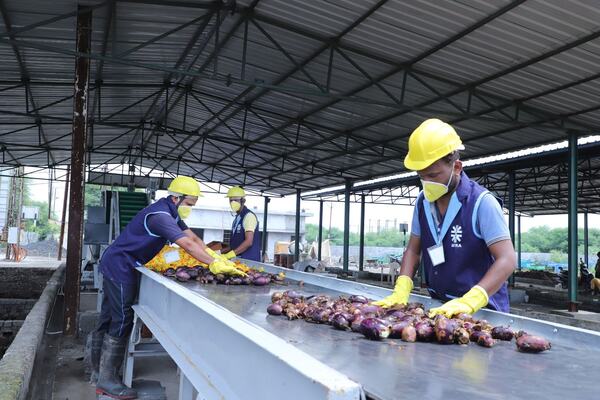 Sorting vegetable waste on the belt