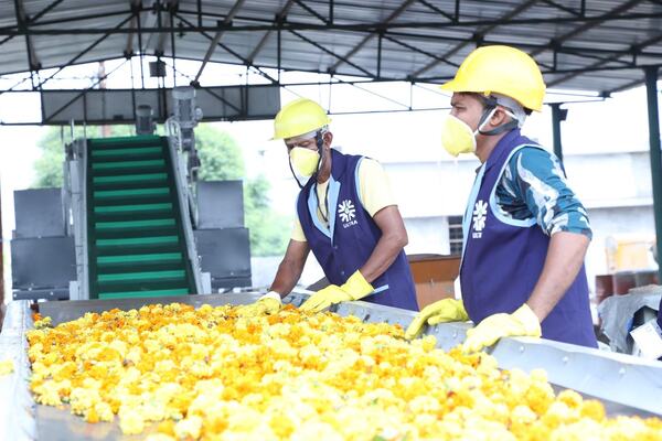 Hand-sorting marigold waste