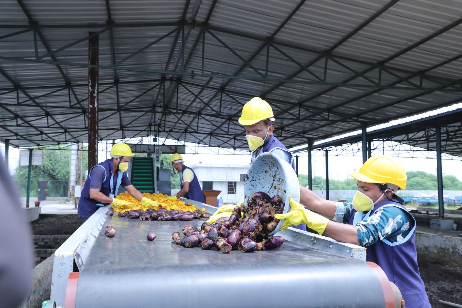 Ultra team loading vegetable waste onto the sorting belt